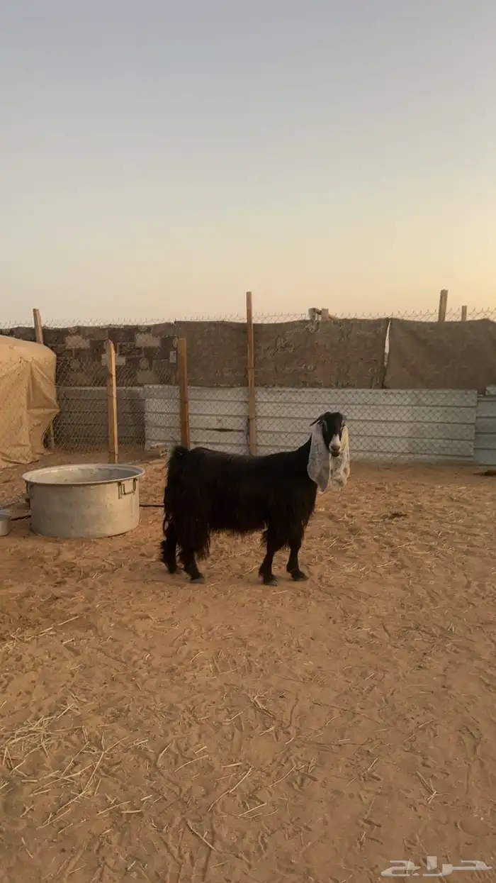 عوارض دفيع 1