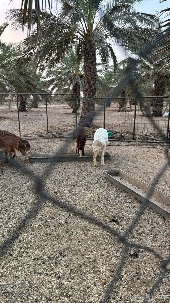 ذبايح للبيع حري وسواكن 1