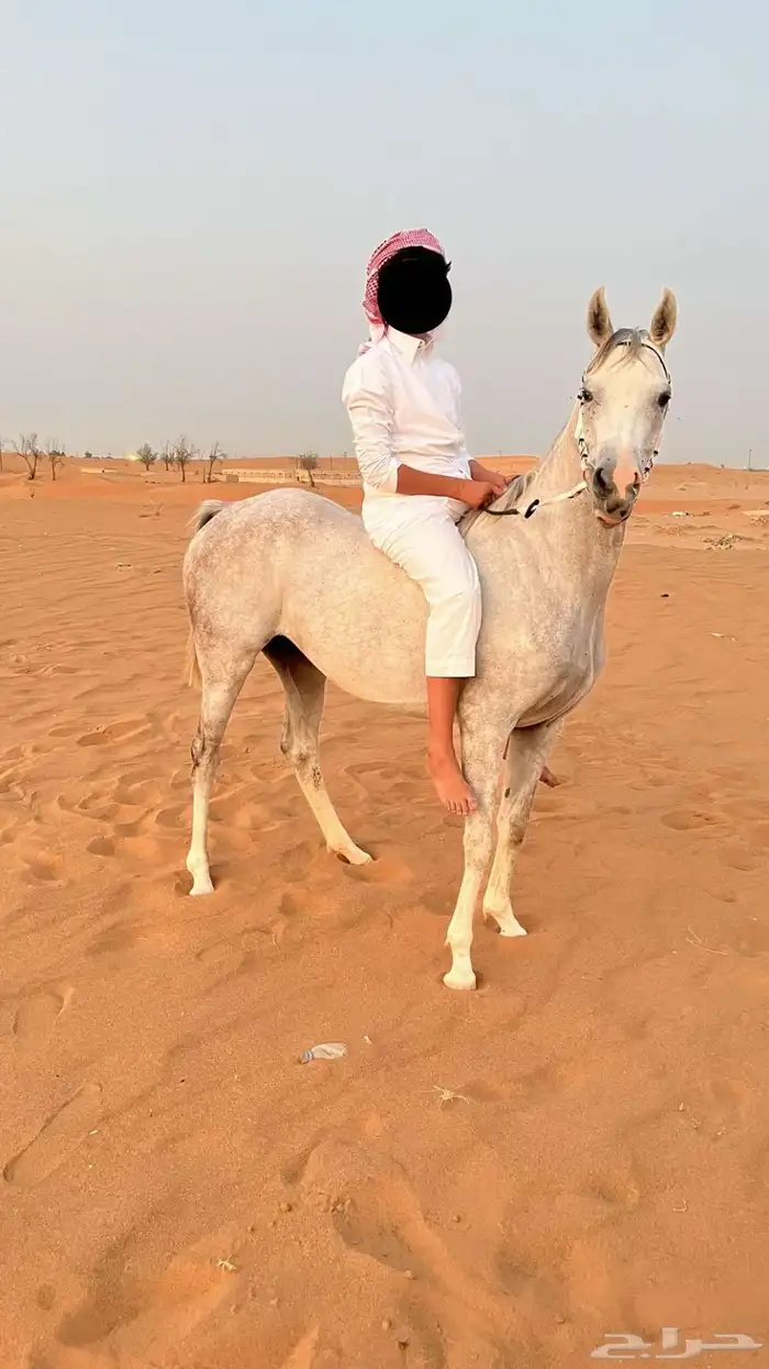 فرس شعبيه 0