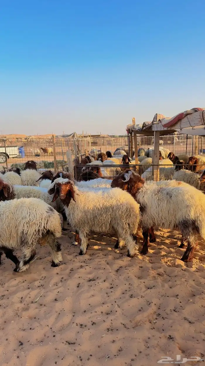 خرفان نعيم بلدي جبر العدد 33 ( بريدة) 3