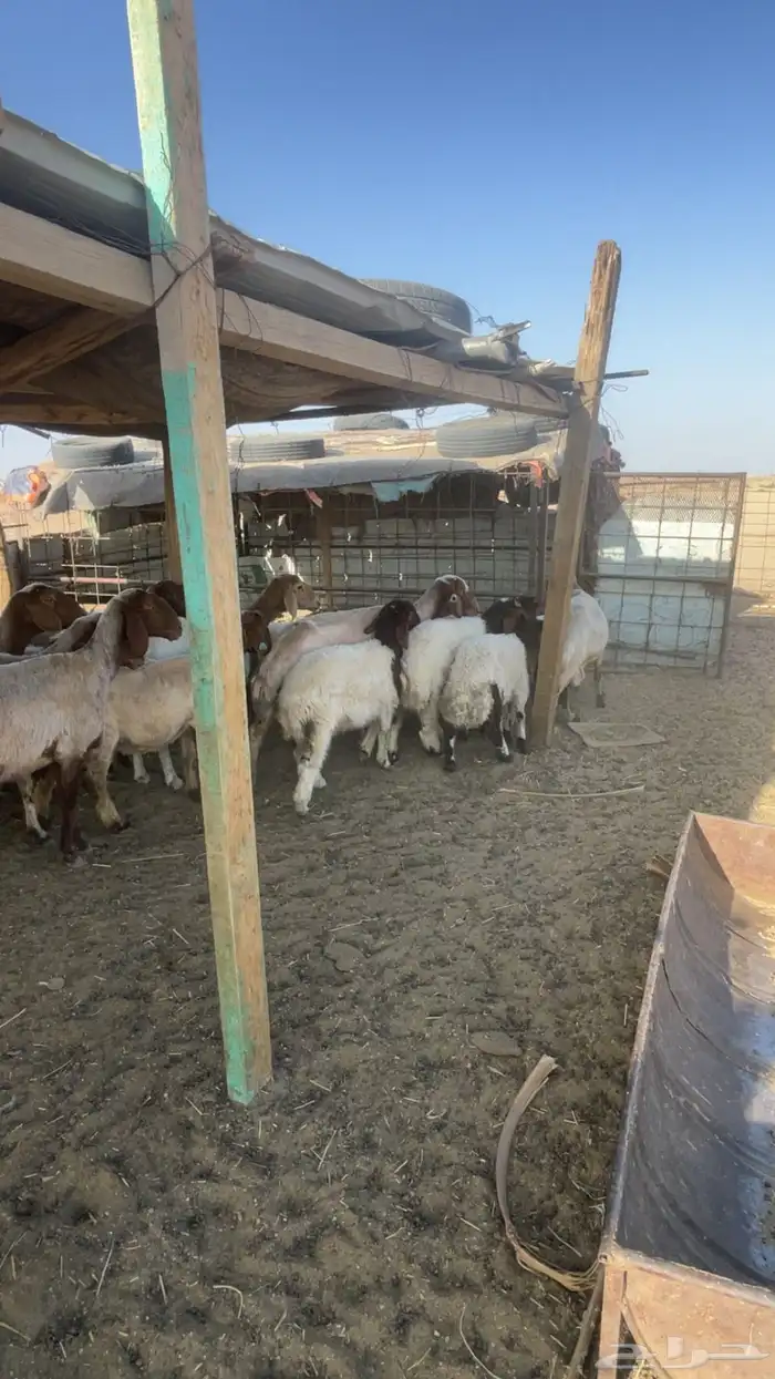 مراح ولاد للبيع 3