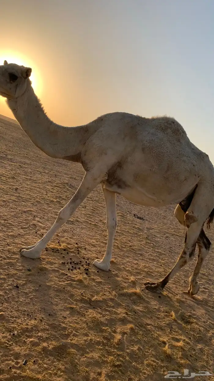 ناقتين القحات شقحاء وضحاء 2