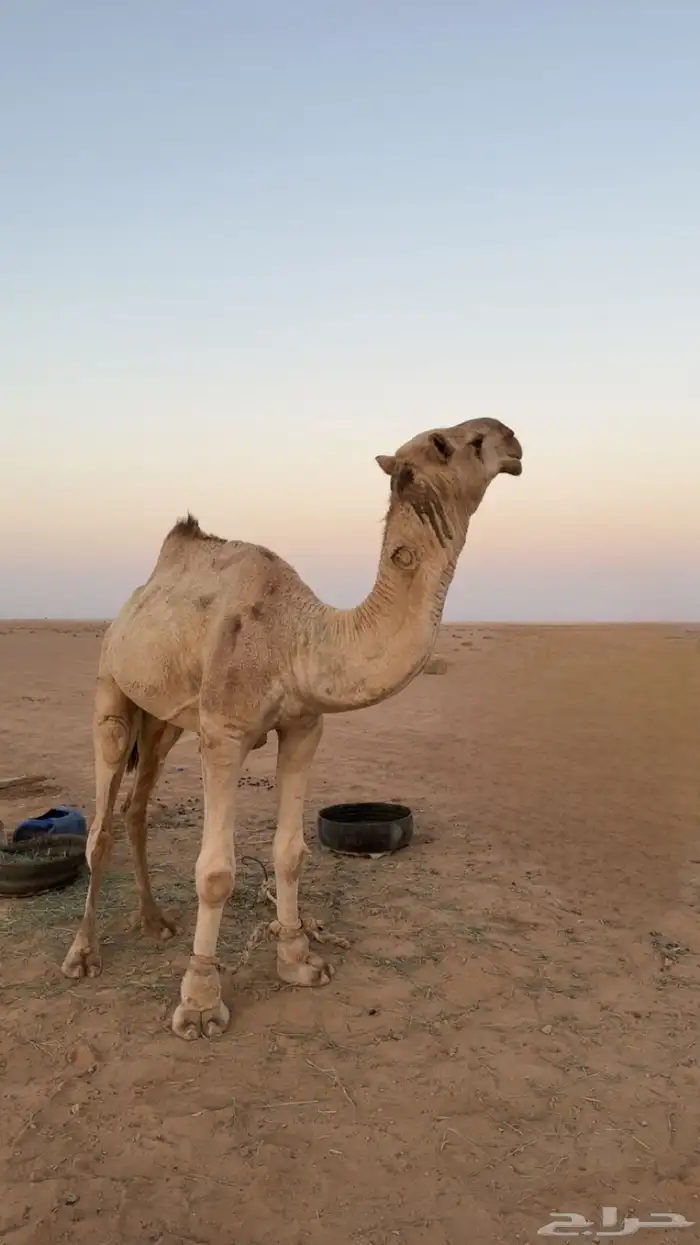 قعود جذع 1
