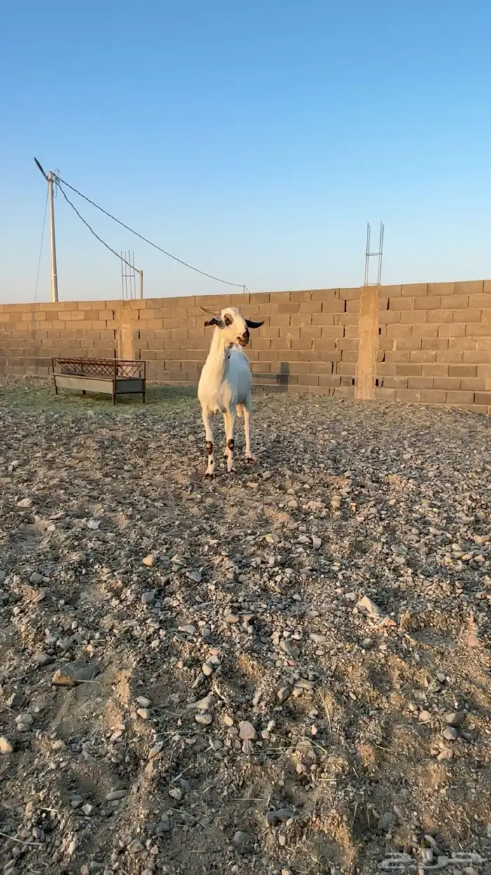 تم البيع 6