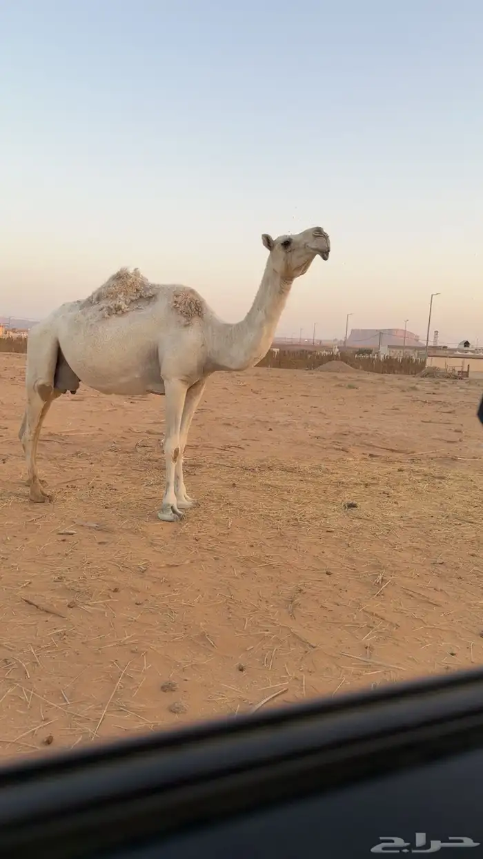 عشرا للبيع بدون بنتها 2