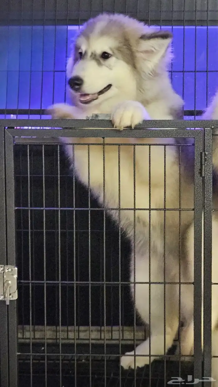 جراوي ألاسكا مالموت إناث 2