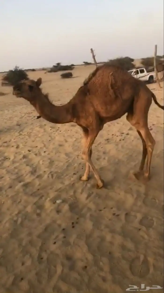 قعدان للبيع 1