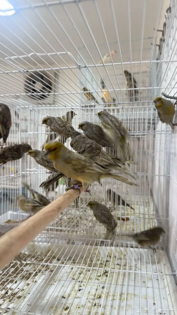 دكور كناري اوربي 1