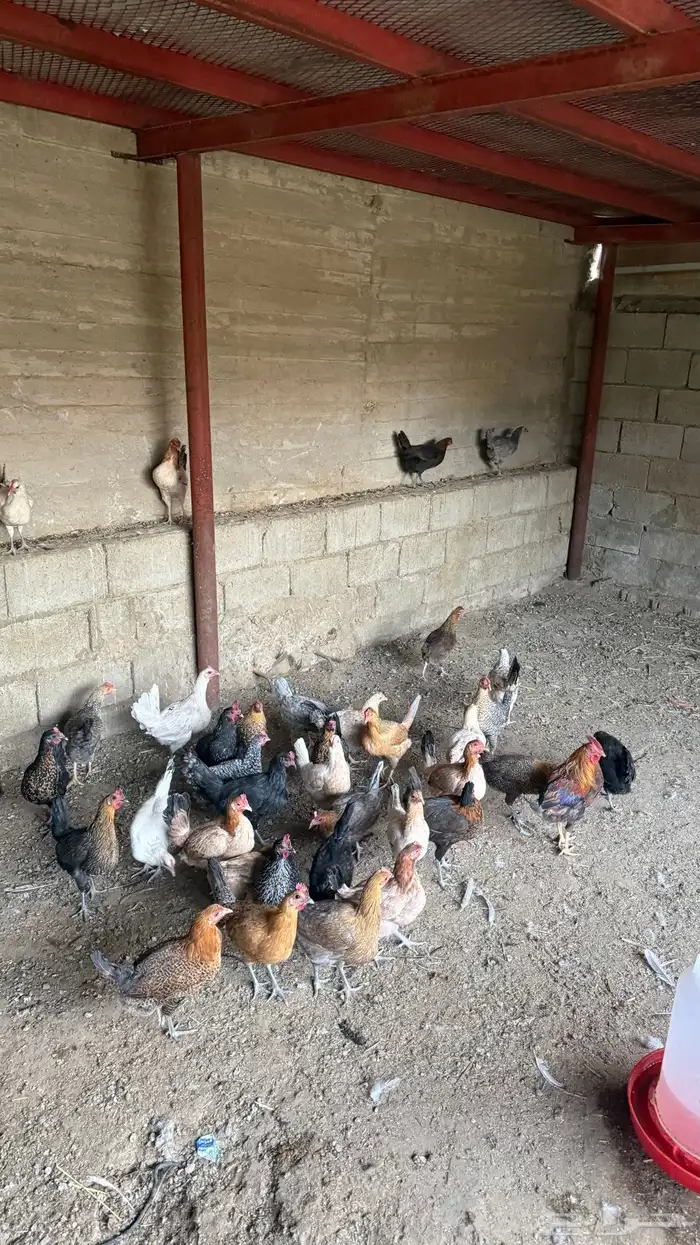 دجاج عربي للبيع 1