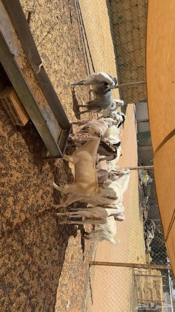 معزى اشباب بفحلها 5