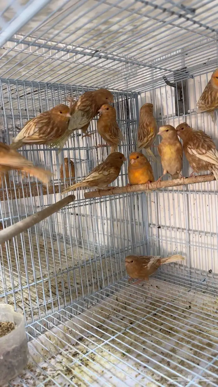 دكور كناري اوربي 0