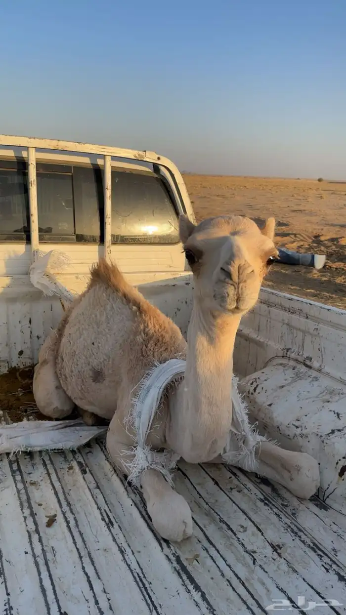 قعود مفرود 0