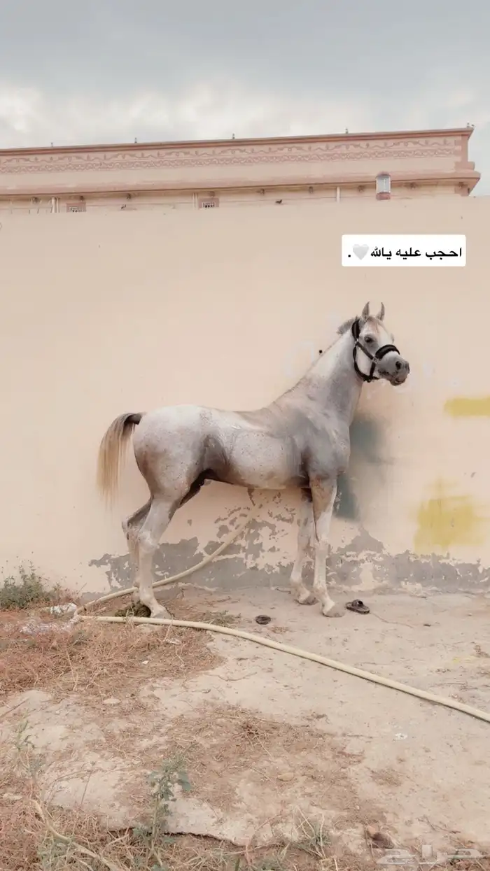 حصان عربي اصيل صقلاوي كفو 2