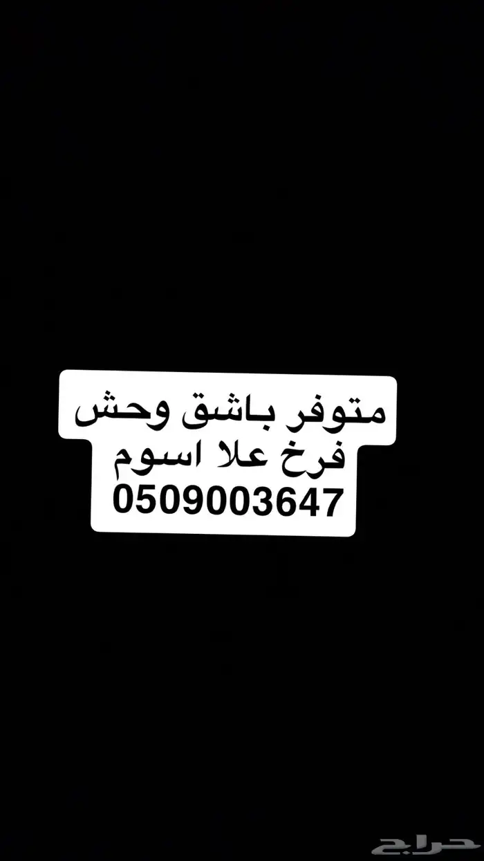 ب ا ش ق وحش 0