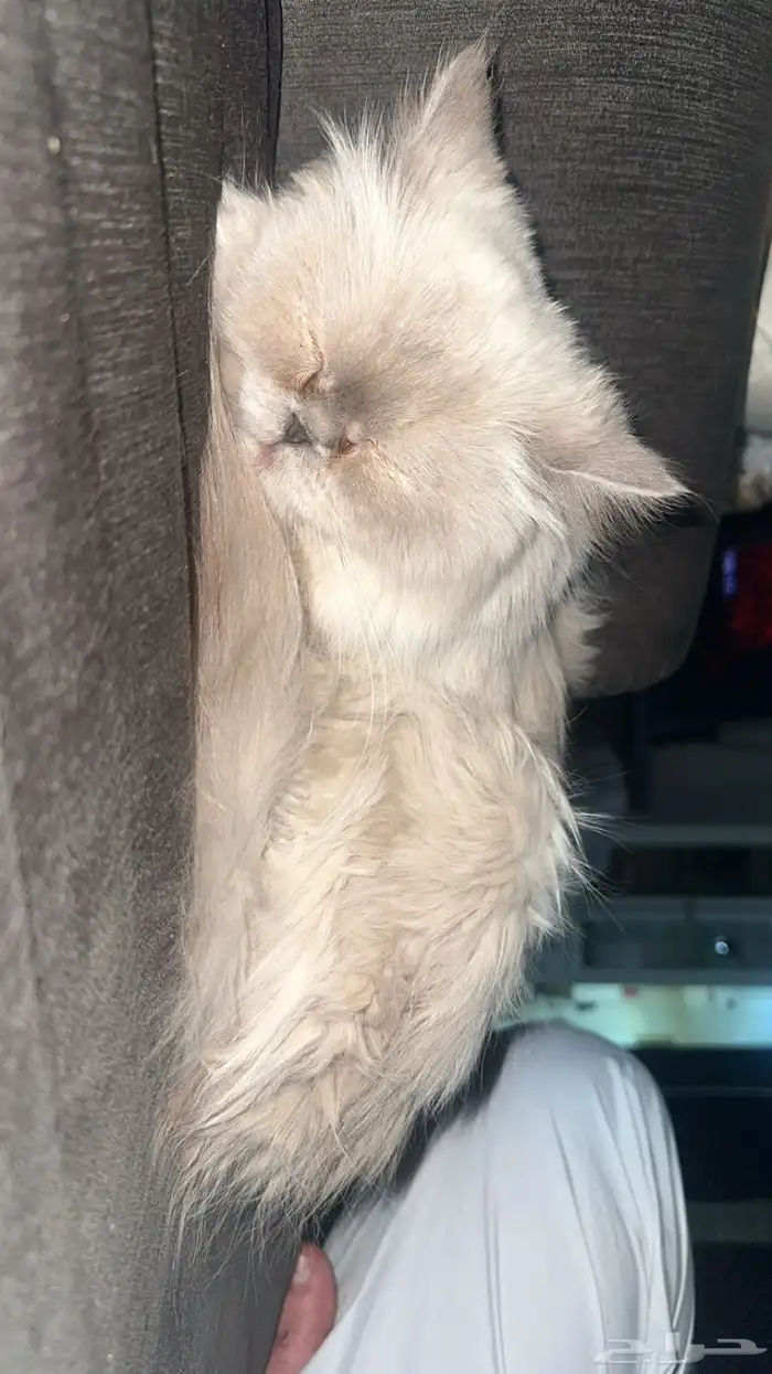 بسة للبيع 1