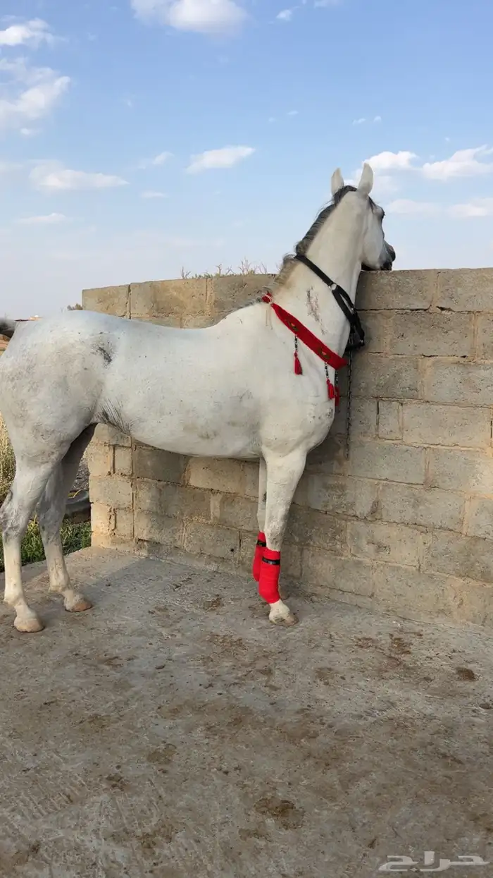 فرس جزيرية شعبية 1