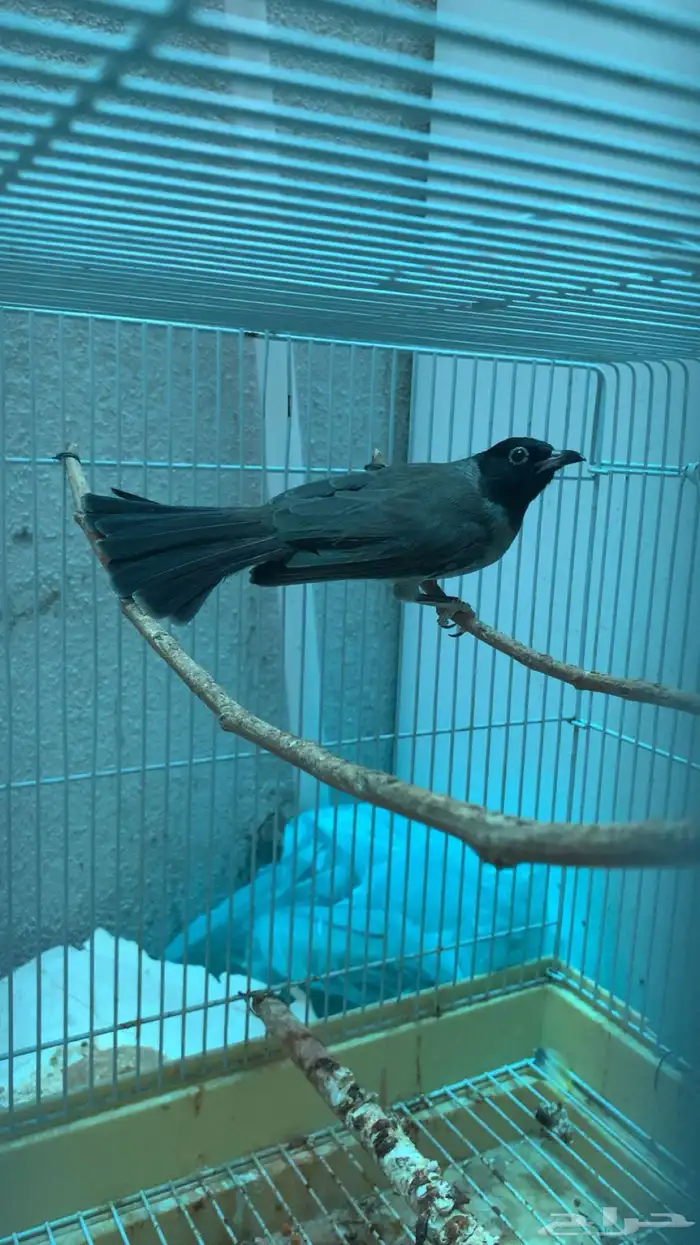 طيرين بلابل سوري ( تم البيع الله يبارك للمشتري عدد ريشها ) 2