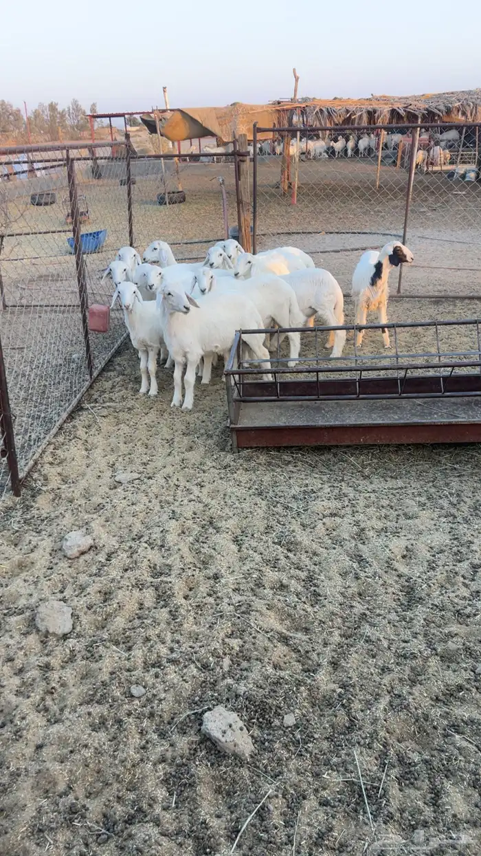 بهم( تم البيع) 0