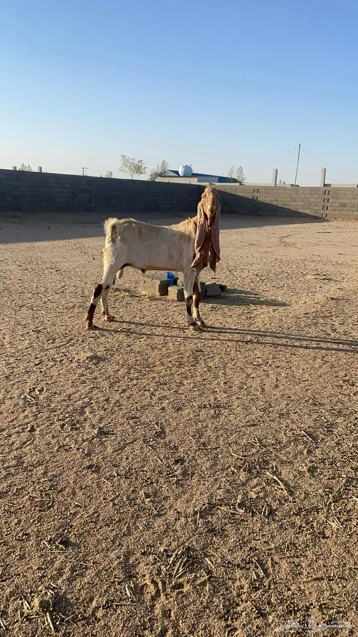 تيس هولندي منتج 1
