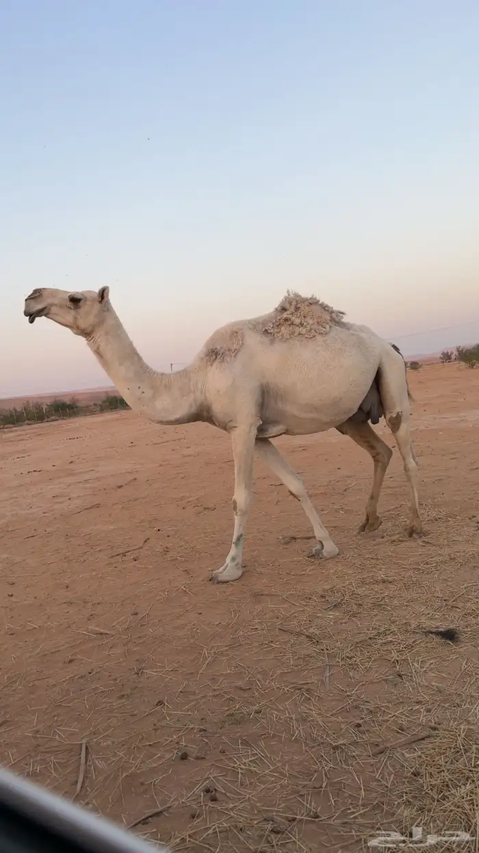 عشرا للبيع بدون بنتها 0