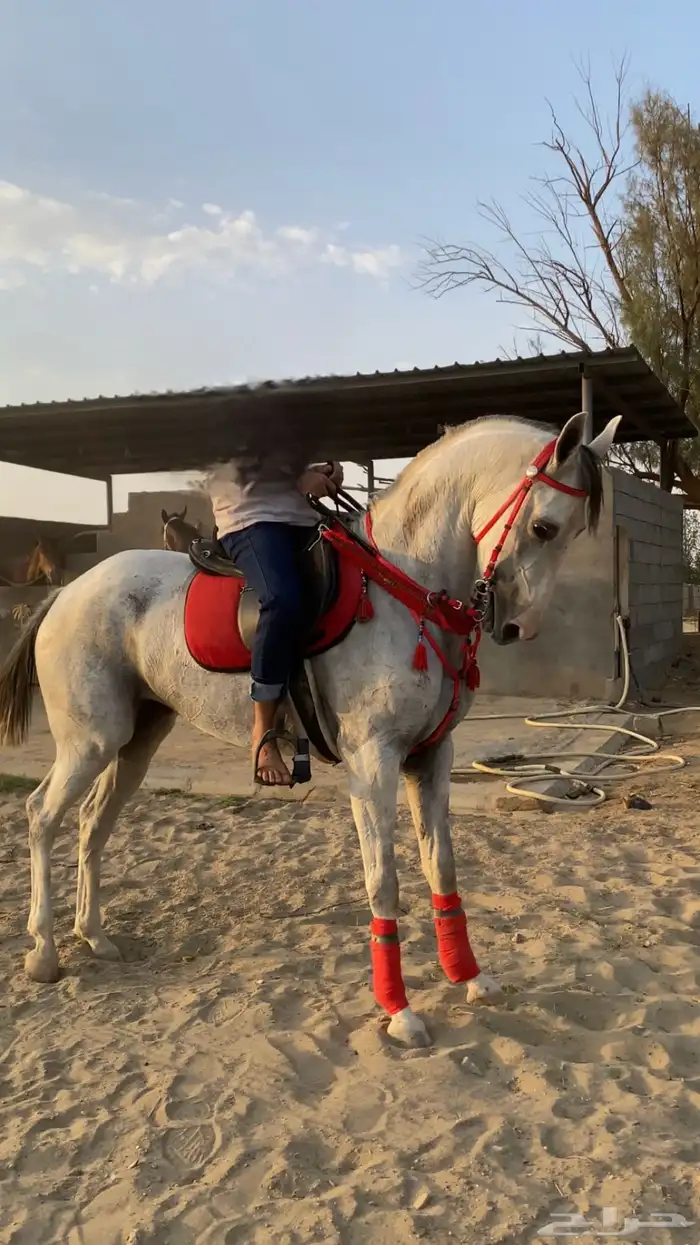 فرس جزيرية شعبية 2