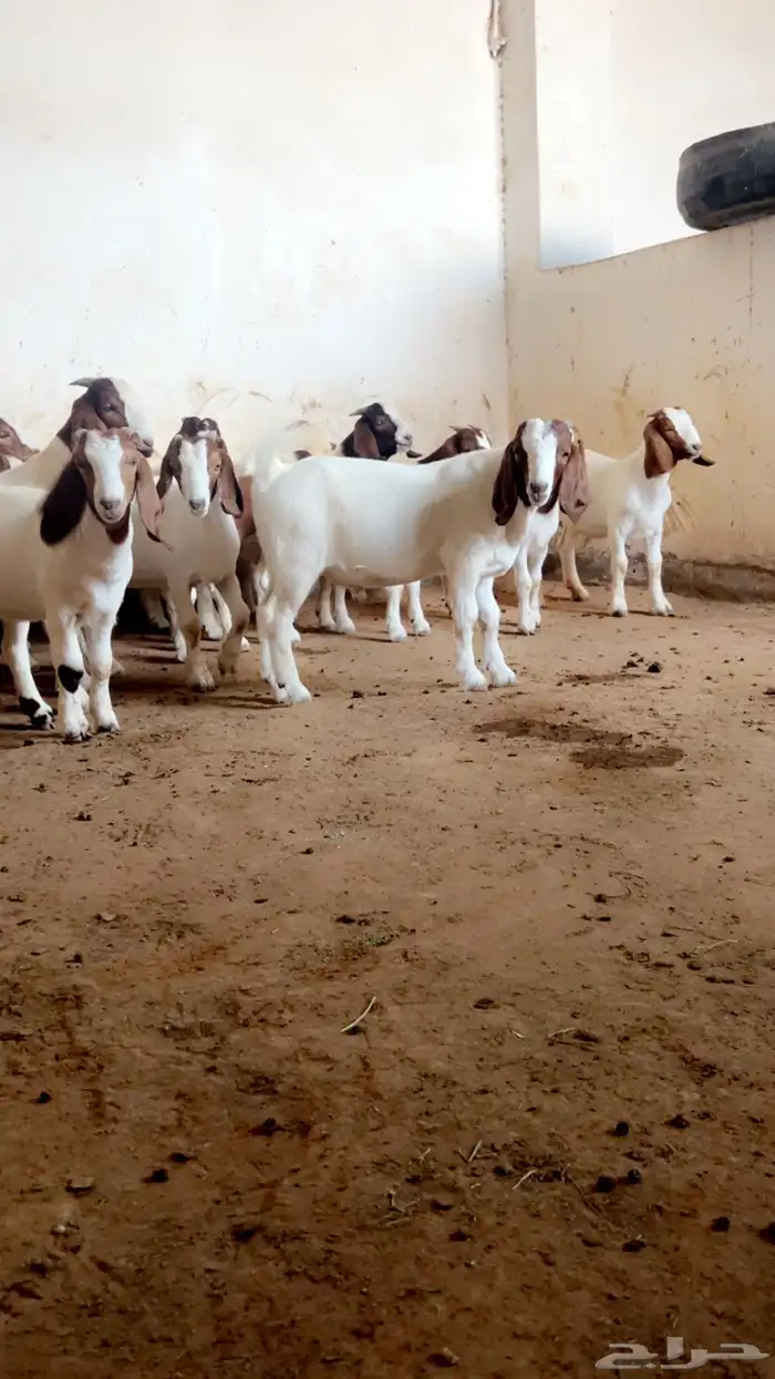 جفار وتيوس بورقوت صافي 1