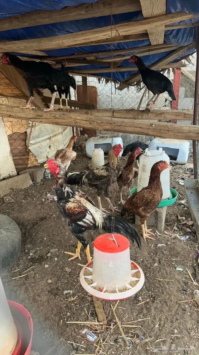 دجاج بكستاني 6