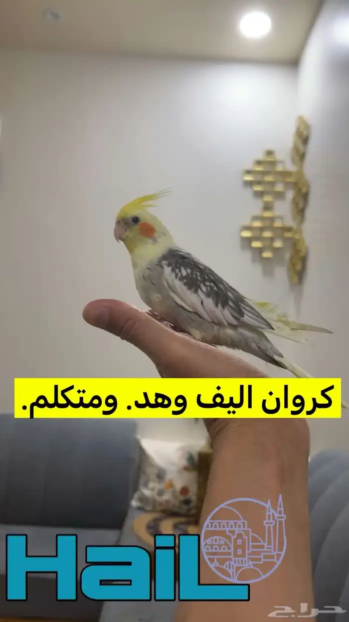 كروان. اليف ومتكلم. وهدد 0