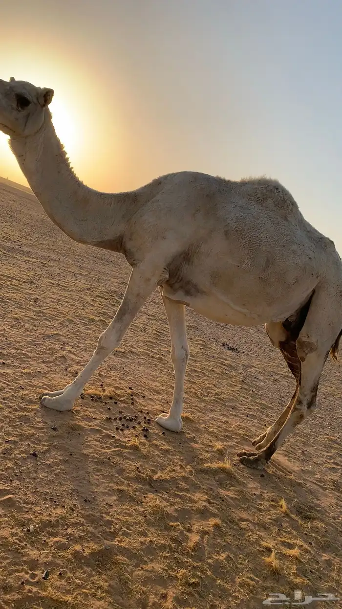 ناقتين القحات شقحاء وضحاء 5