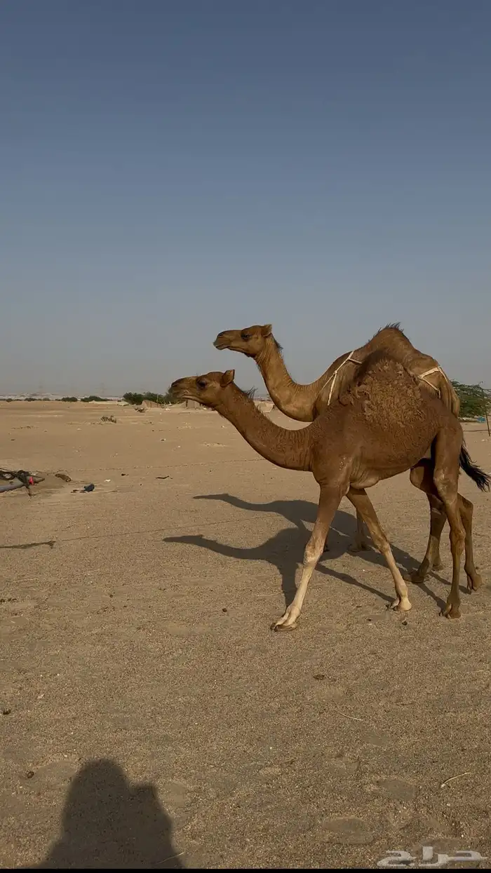 خلفه معها قعود 2