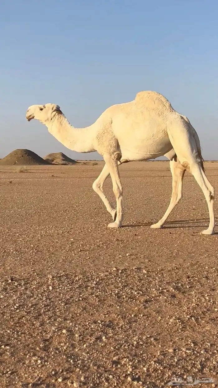 فحل علياني جده عليان الامير 0