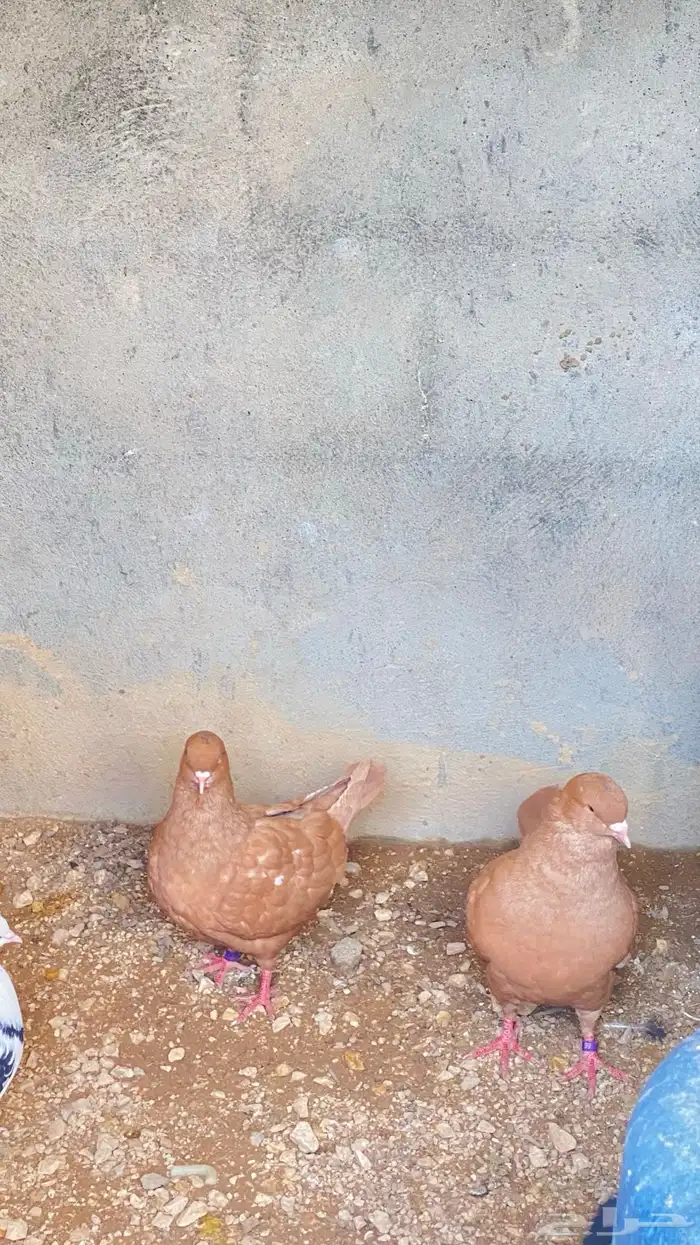 زواج كنق 6