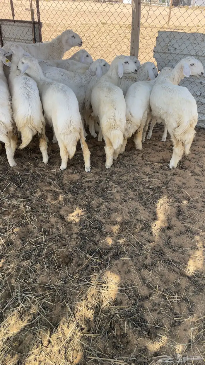 للبيع رخال حريات 2