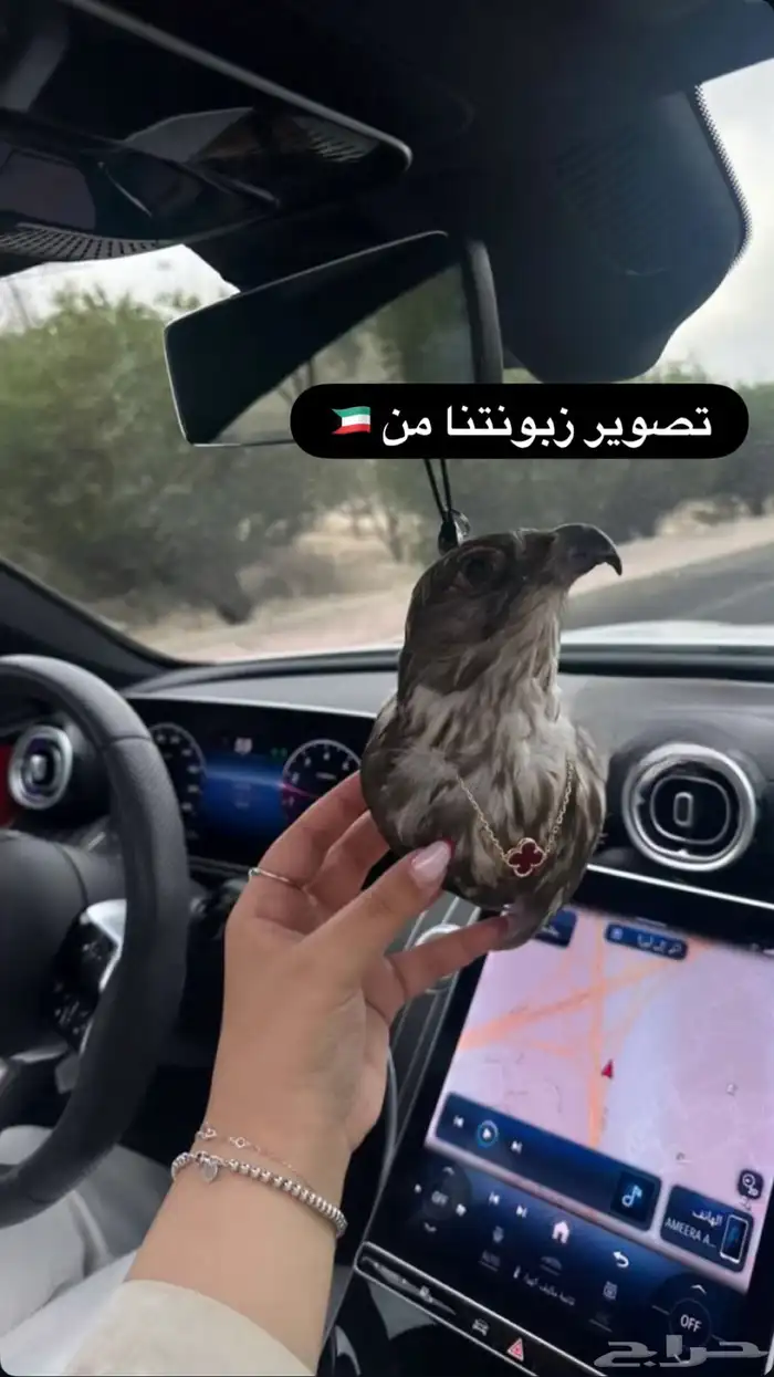تعليقة راس صقر حقيقي محنط 2