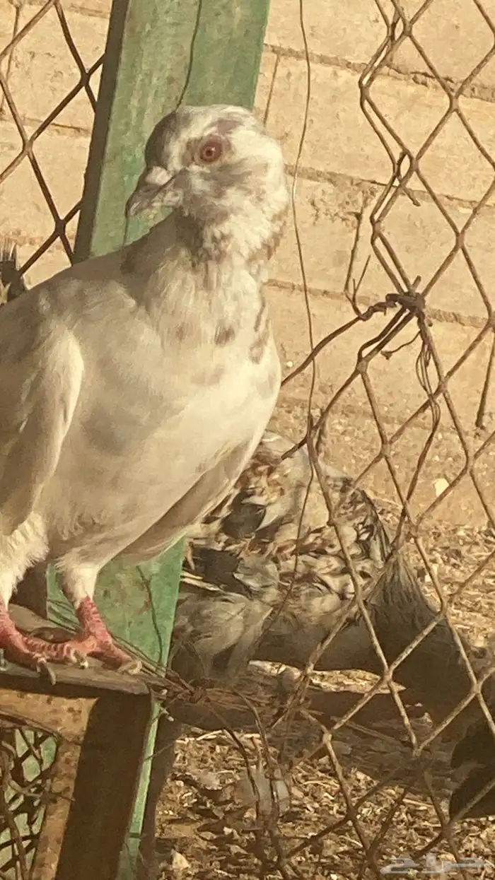 لل حمام مشكل وقلابي واحد معهم شرط فرديات وجواز واحد 2