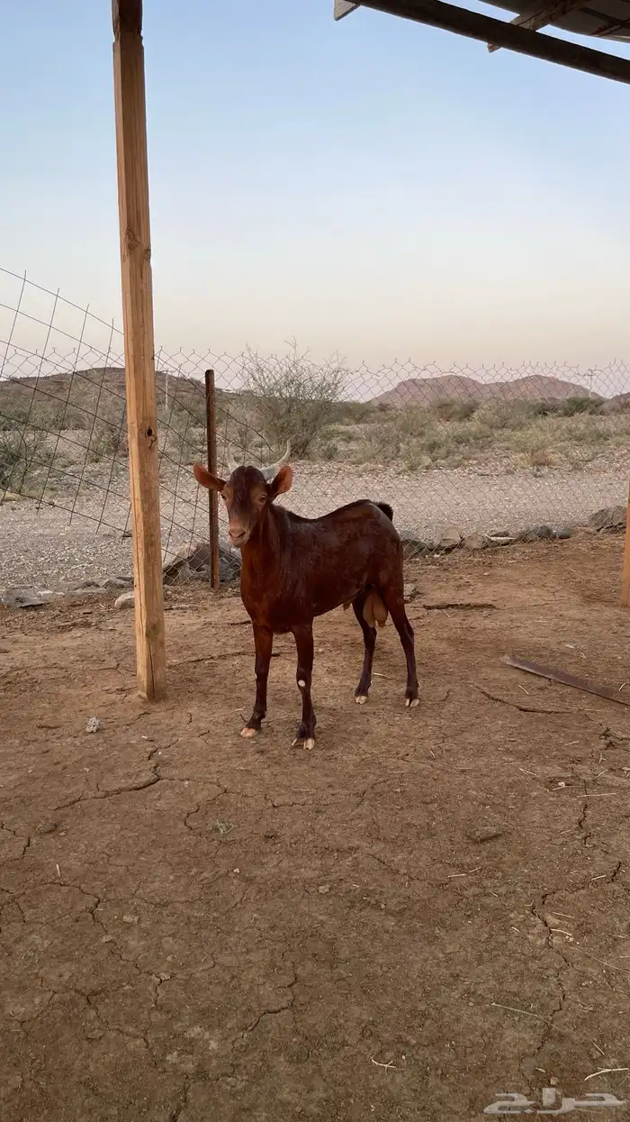 تيس فحل جنوبي من حلال الصايل 3