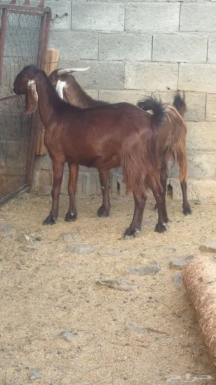 عنزين حليب قبرصيات صافي( تم البيع ) 2
