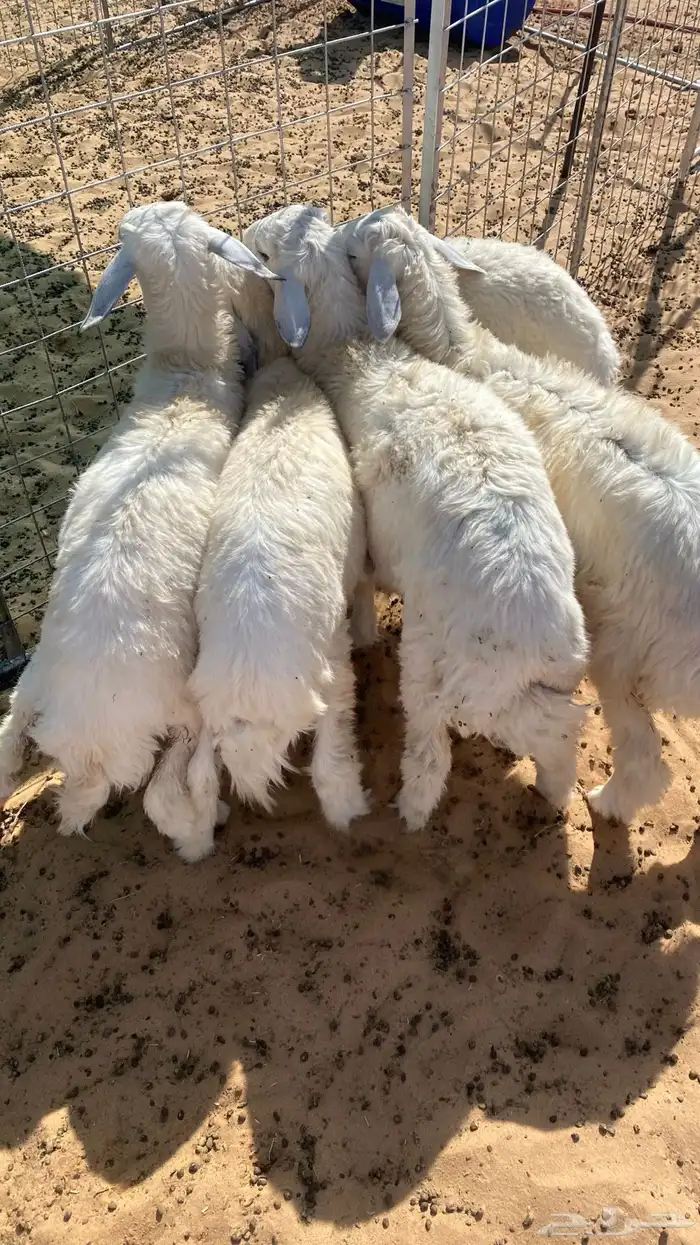ذبايح حري 1