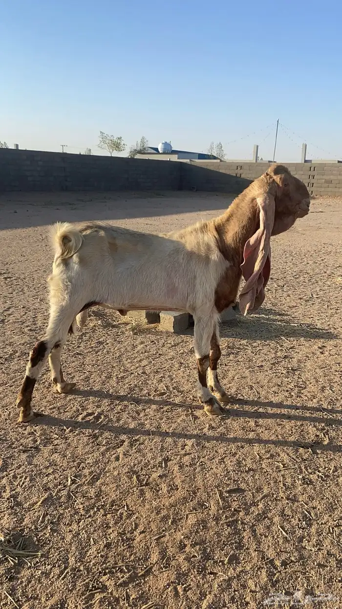 تيس هولندي منتج 0
