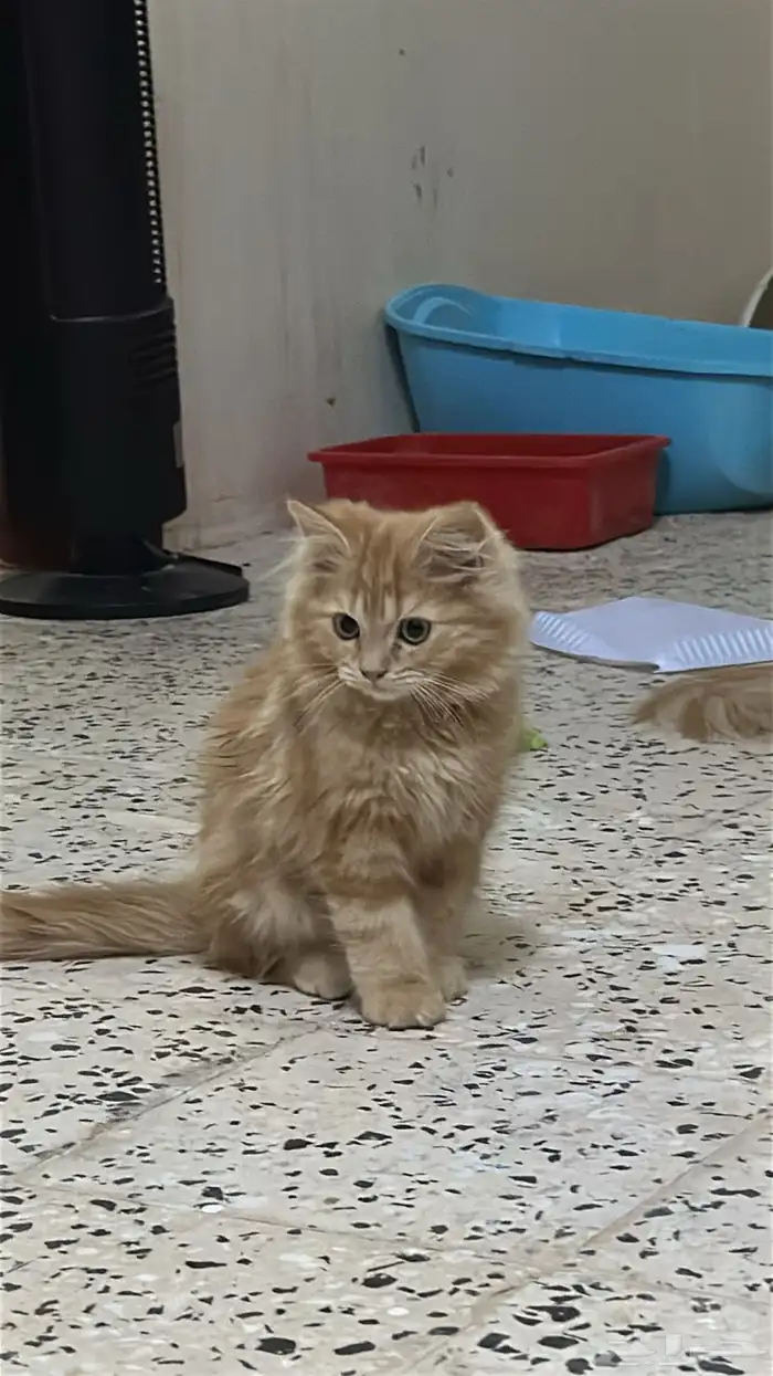 قطط شيرازي 0
