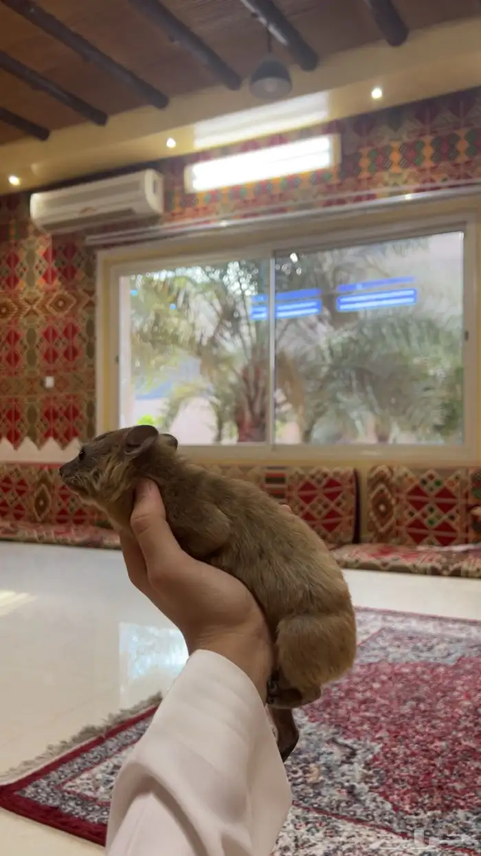 وبر انثى وليف 0