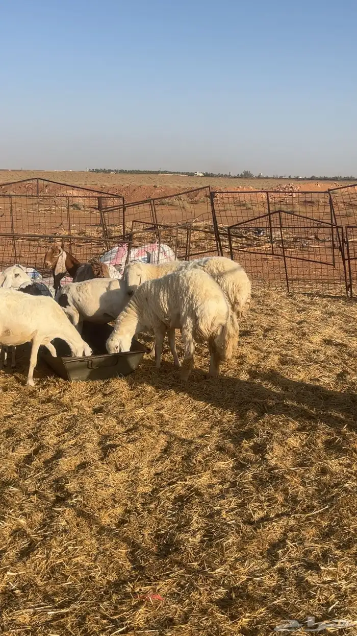 للبيع فحول حريات مشروطه ومن مراحي 0