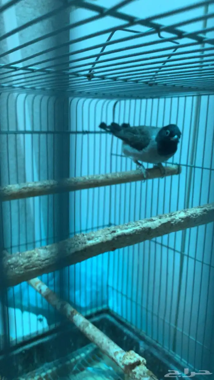 طيرين بلابل سوري ( تم البيع الله يبارك للمشتري عدد ريشها ) 1