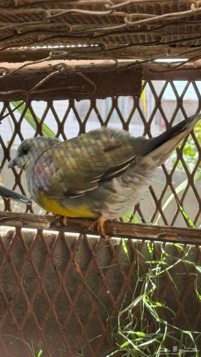 حمام للبيع زوج 0