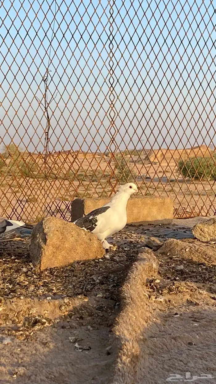حمام حب الرمان 4