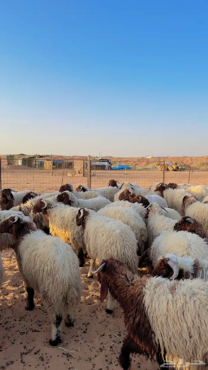 خرفان نعيم بلدي جبر العدد 33 ( بريدة) 6