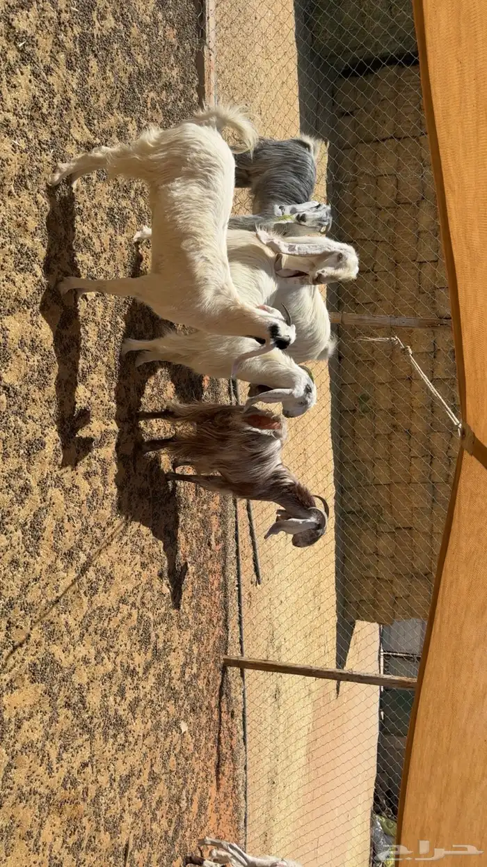 معزى اشباب بفحلها 3