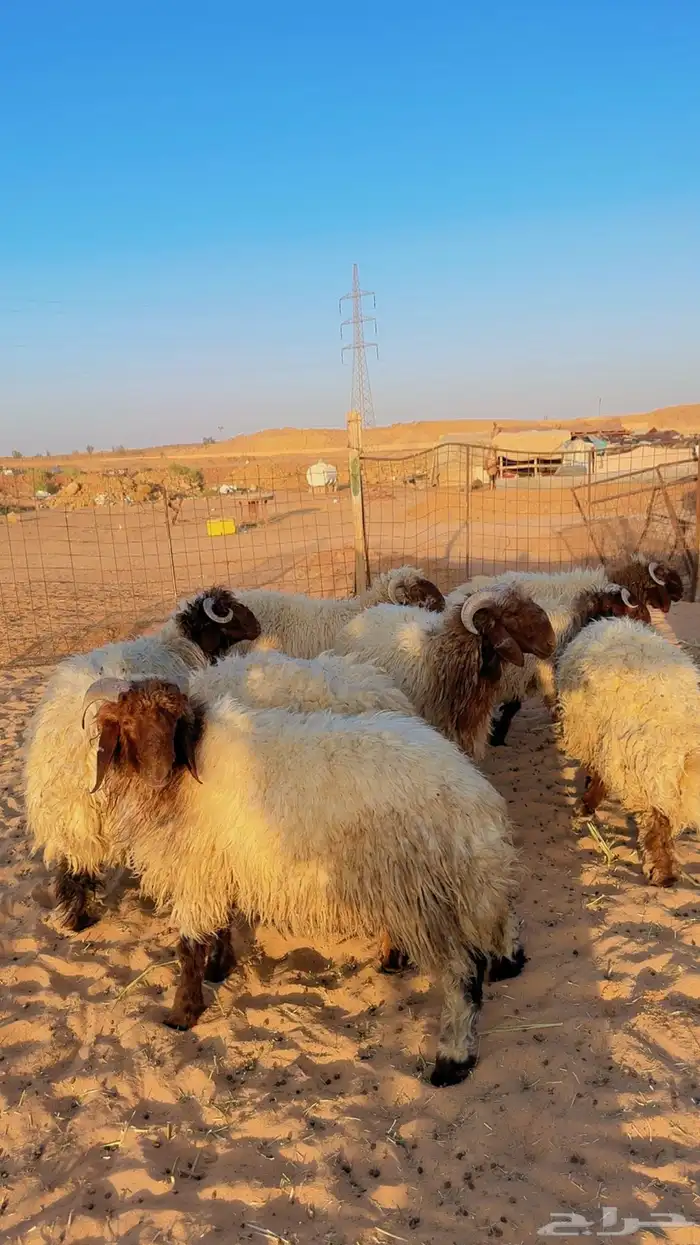 خرفان نعيم بلدي جبر العدد 33 ( بريدة) 4