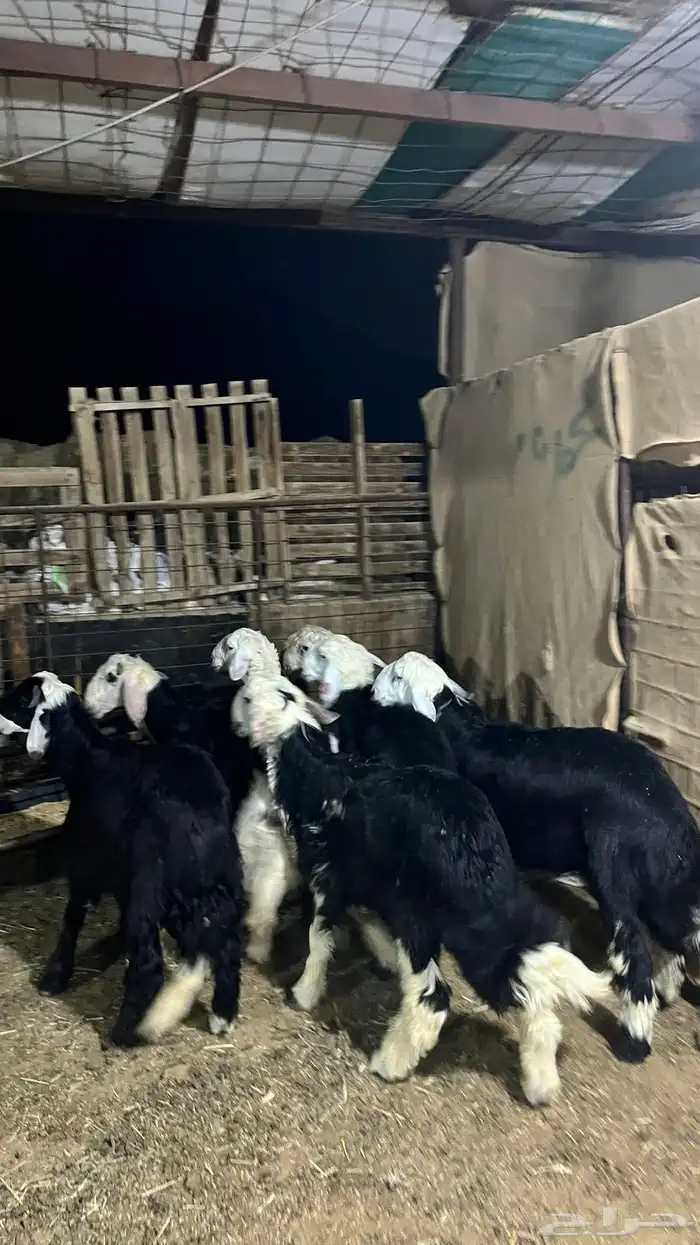 طليان نجد جبره ذبايح 3