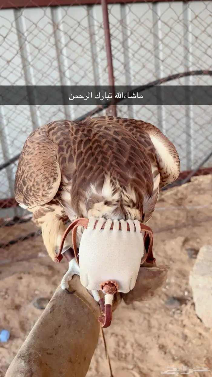فرخ حر 5